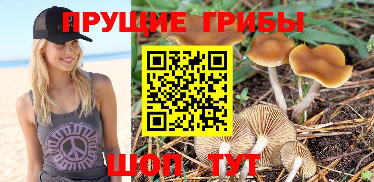 Галлюциногенные грибы Cubensis Апатиты